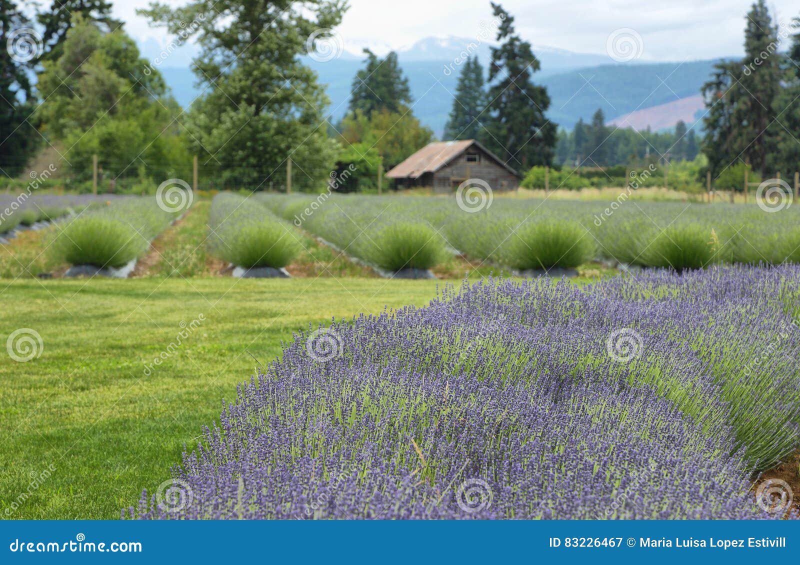 Lavender valley, Oregon stock image. Image of outside 83226467