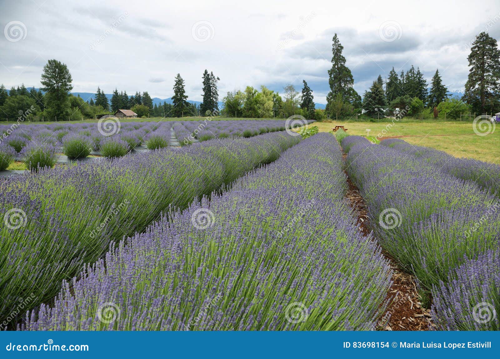 Lavender valley, Oregon stock photo. Image of herb, flowers 83698154