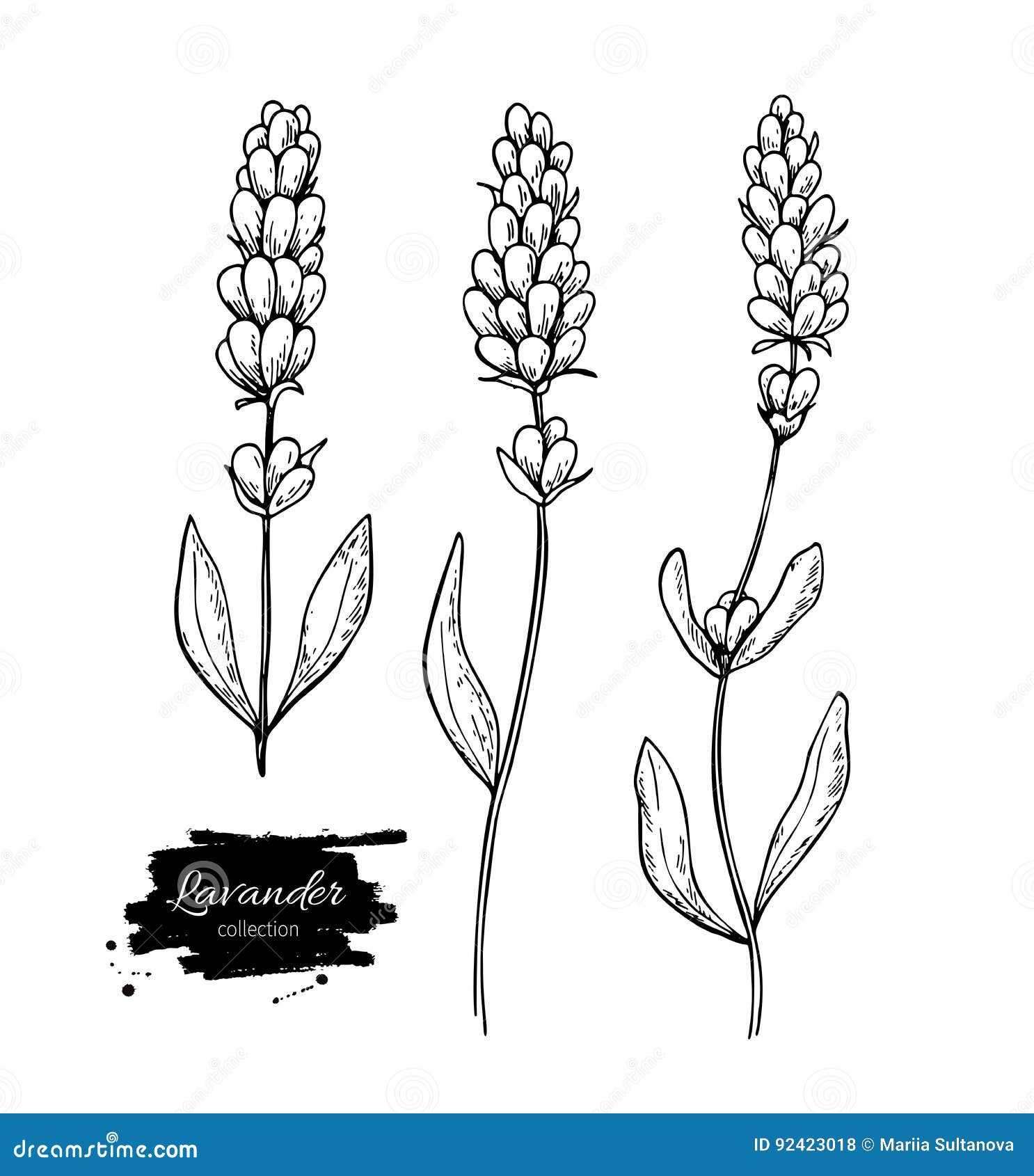 Lavender Flower Hand Drawn Floral Herbal Tea Collection Botanical Garden  Grass Sketches Set Provence Nature Elements Drawing Collection Vector Plant  Stems With Blossom And Leaves Stock Illustration  Download Image Now   iStock