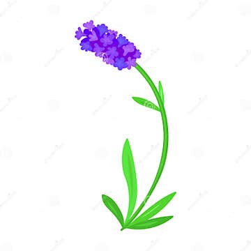 Lavender Vector Icon.Cartoon Vector Icon Isolated on White Background ...