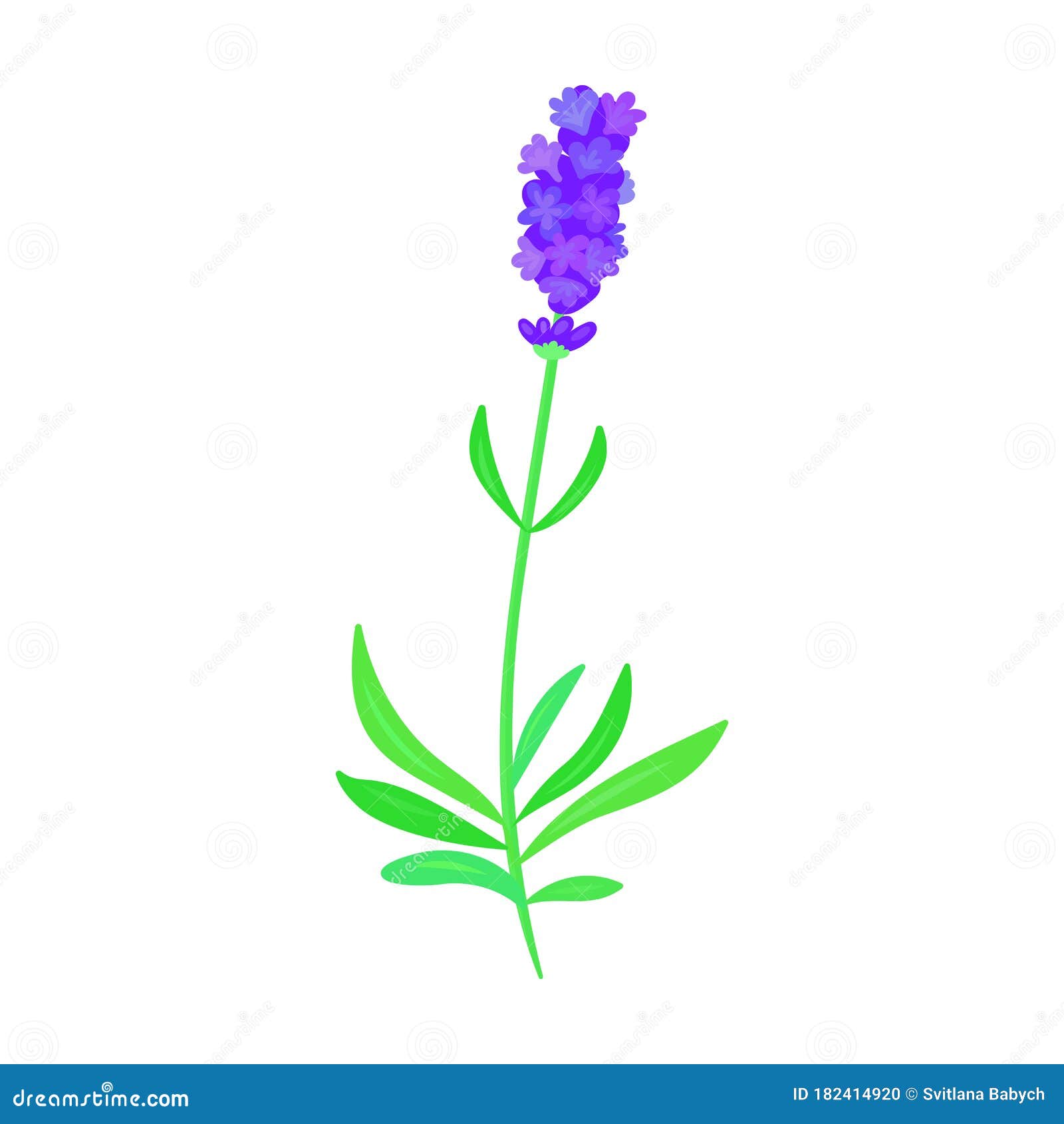 Lavender Vector Vector Icon Isolated on White Background Lavender. Stock Vector - Illustration of fragrance, herbarium: 182414920 Lavender Vector Vector Icon Isolated on White Background Lavender. Stock Vector - Illustration of fragrance, herbarium: 182414920