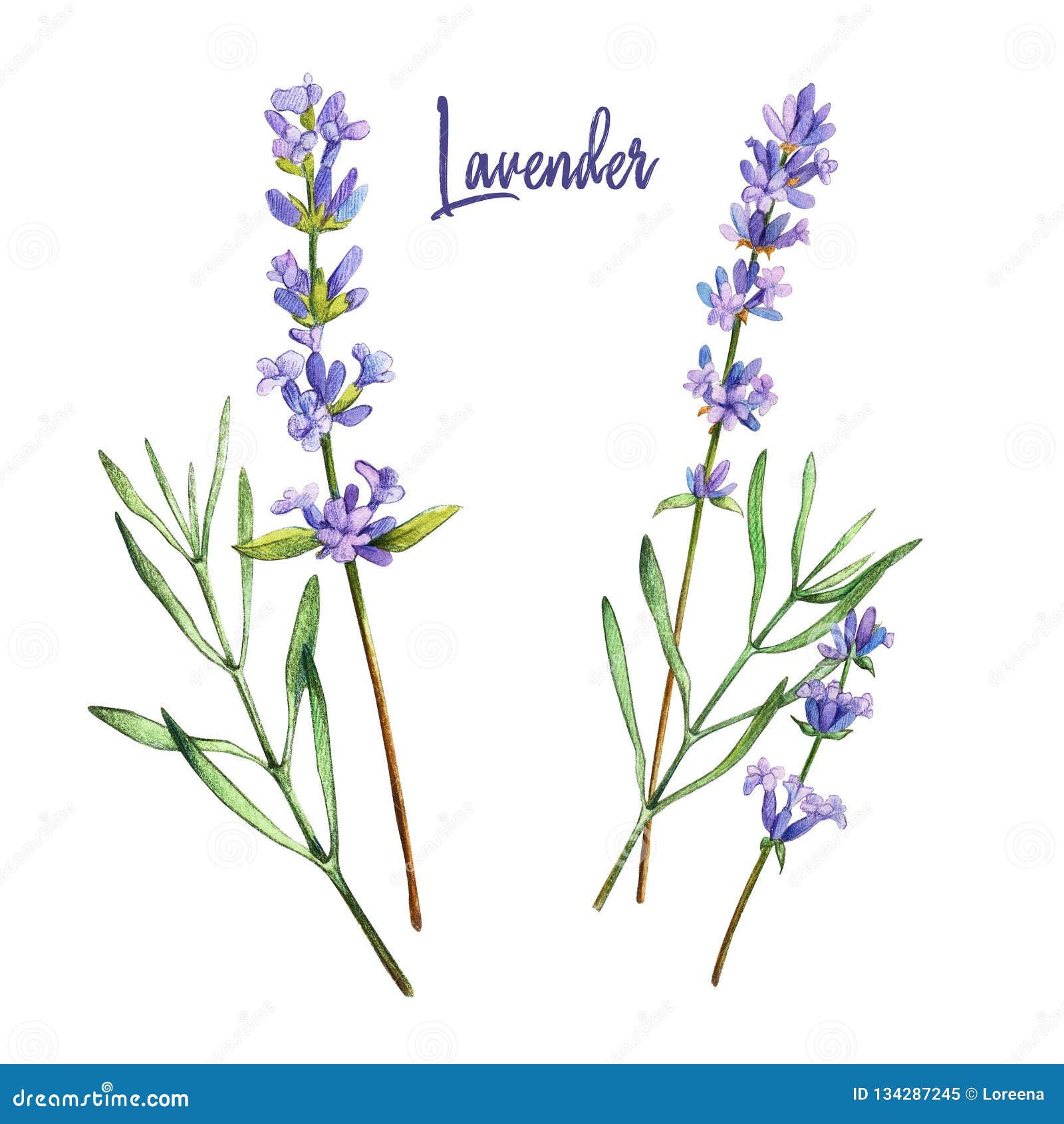 Lavender Watercolor