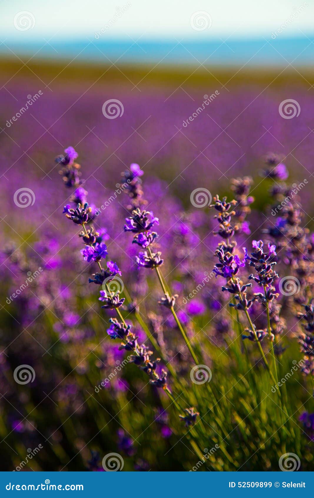 Lavender λουλουδιών. Lavender λουλούδια το θερινό βράδυ