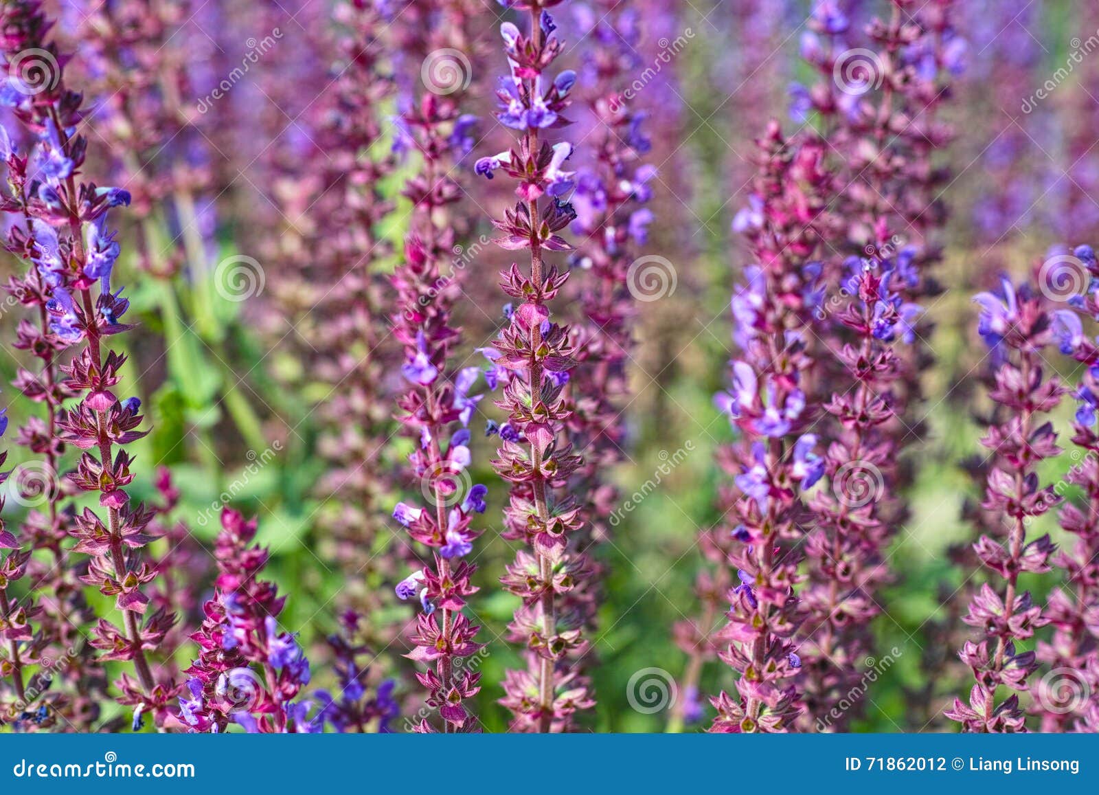Lavenders stock photo. Image of outside, plant, purple 71862012