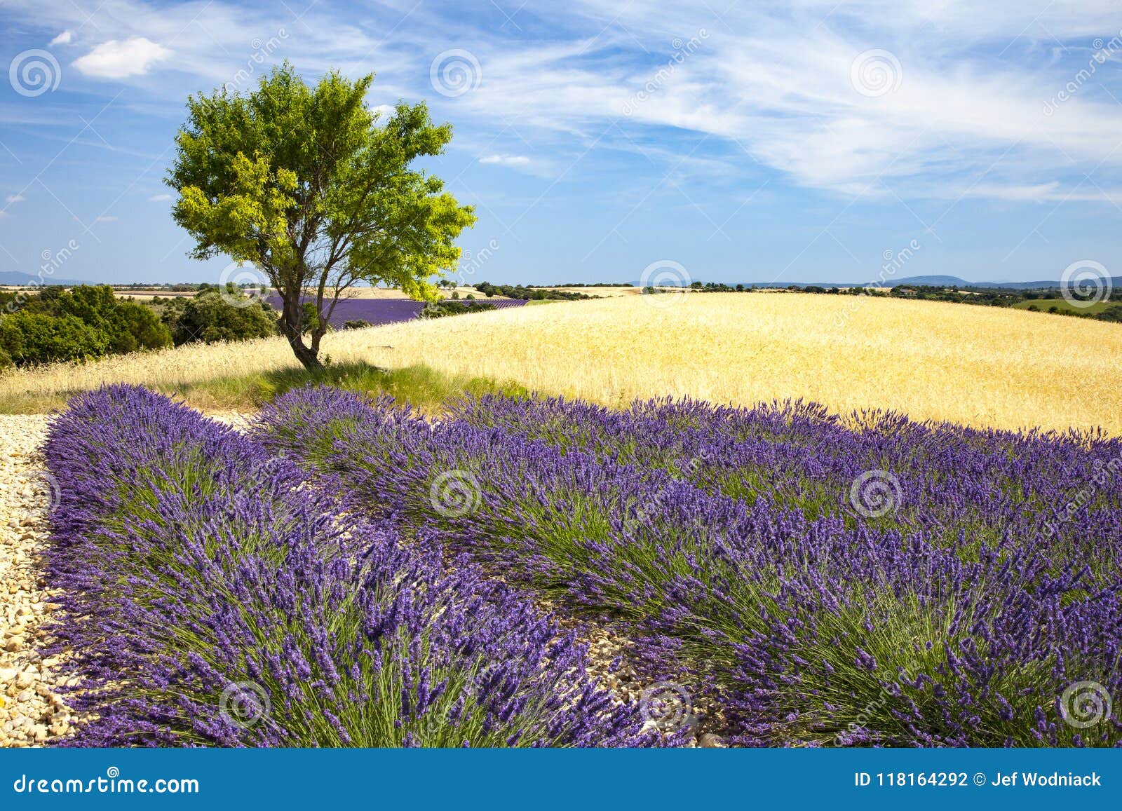 lavenders in provence