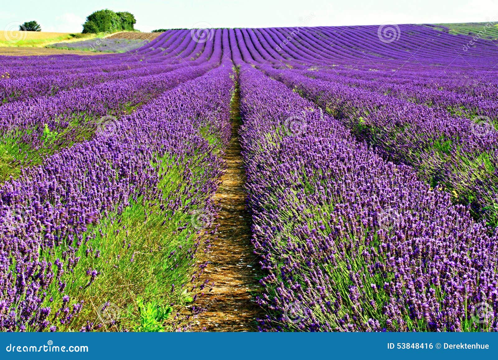 Lavinder field stock photo. Image of beauty, cultivated - 53848416