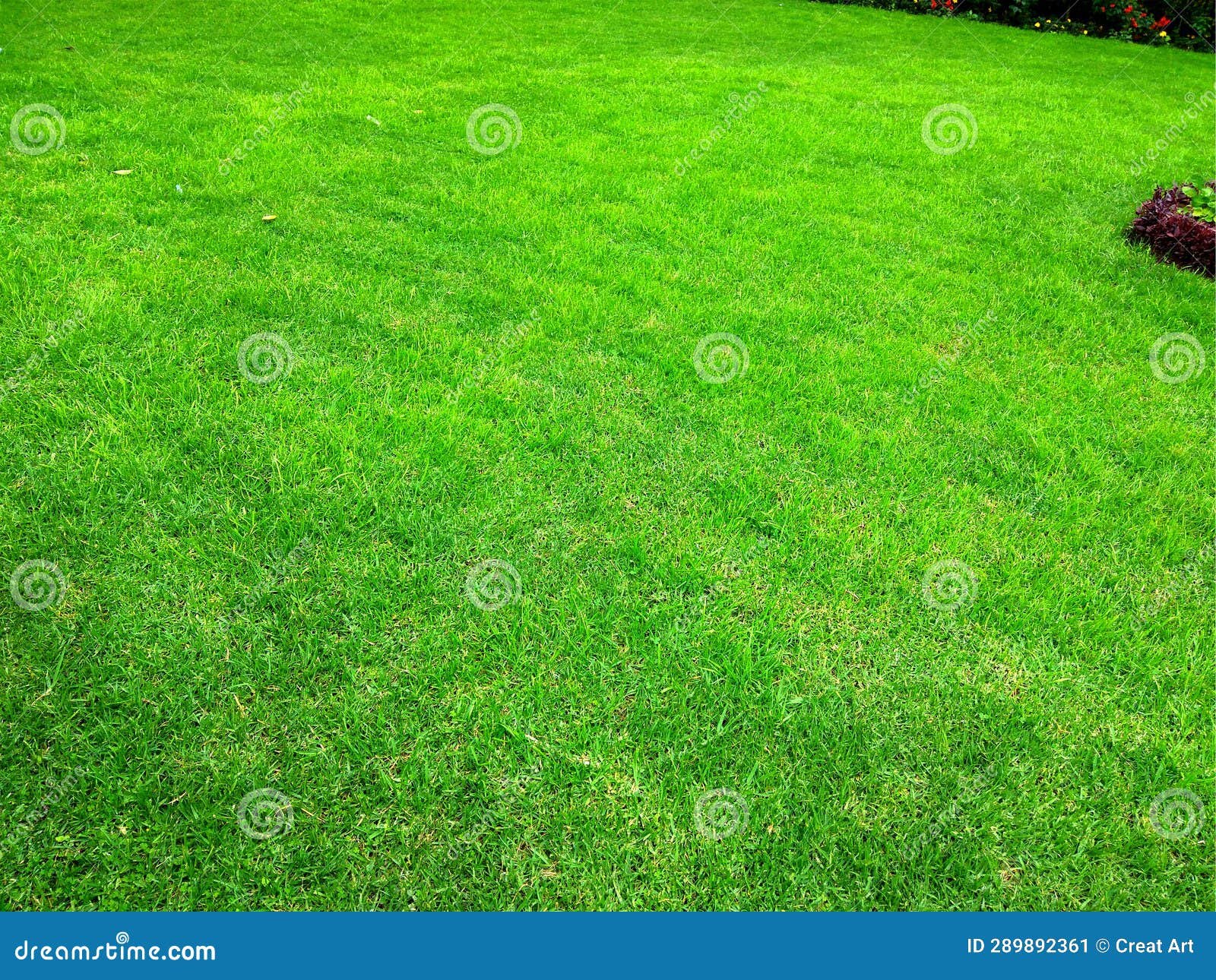 lawn-beutiful-green-grass
