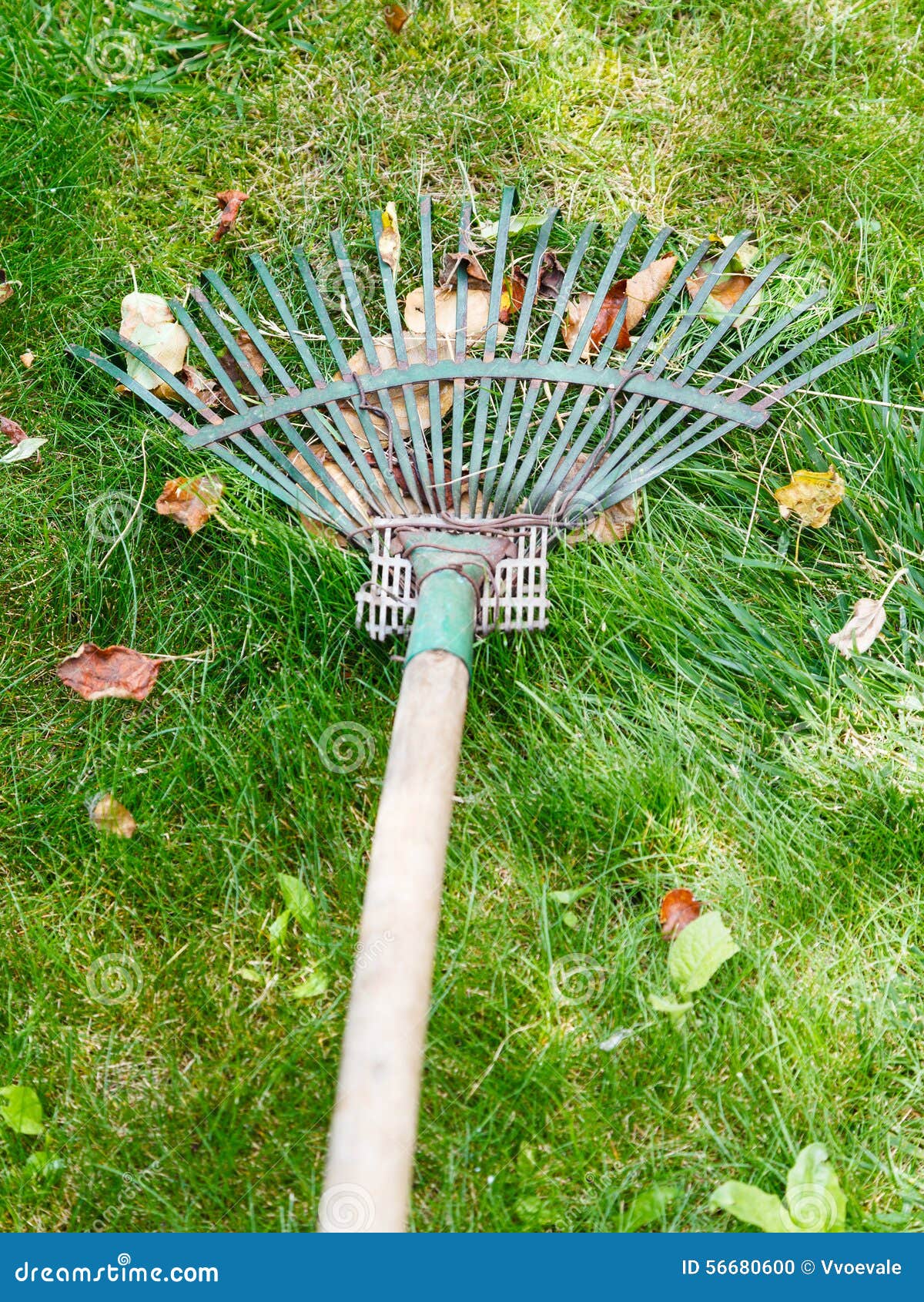 Lawn care with rake stock photo. Image of garden, care 56680600