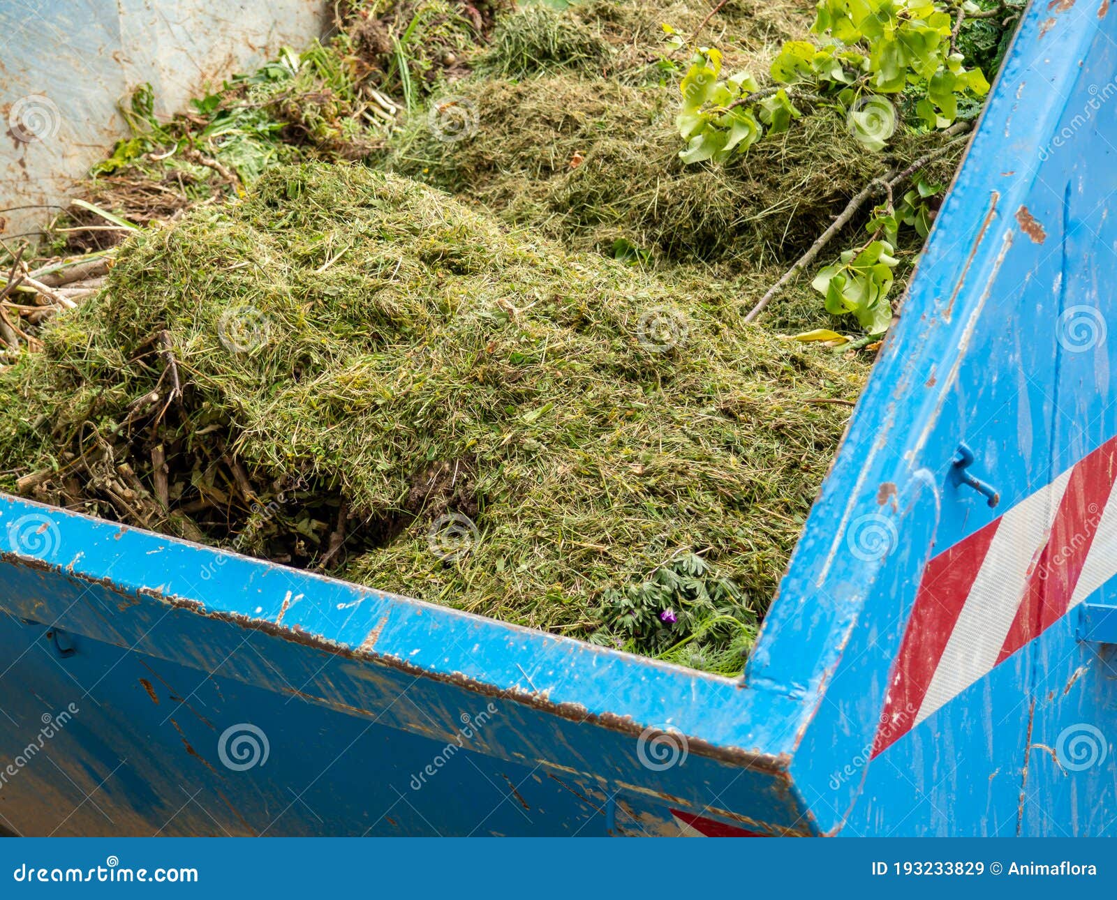 Lawn Clippings in the Green Waste Container Stock Image Image of