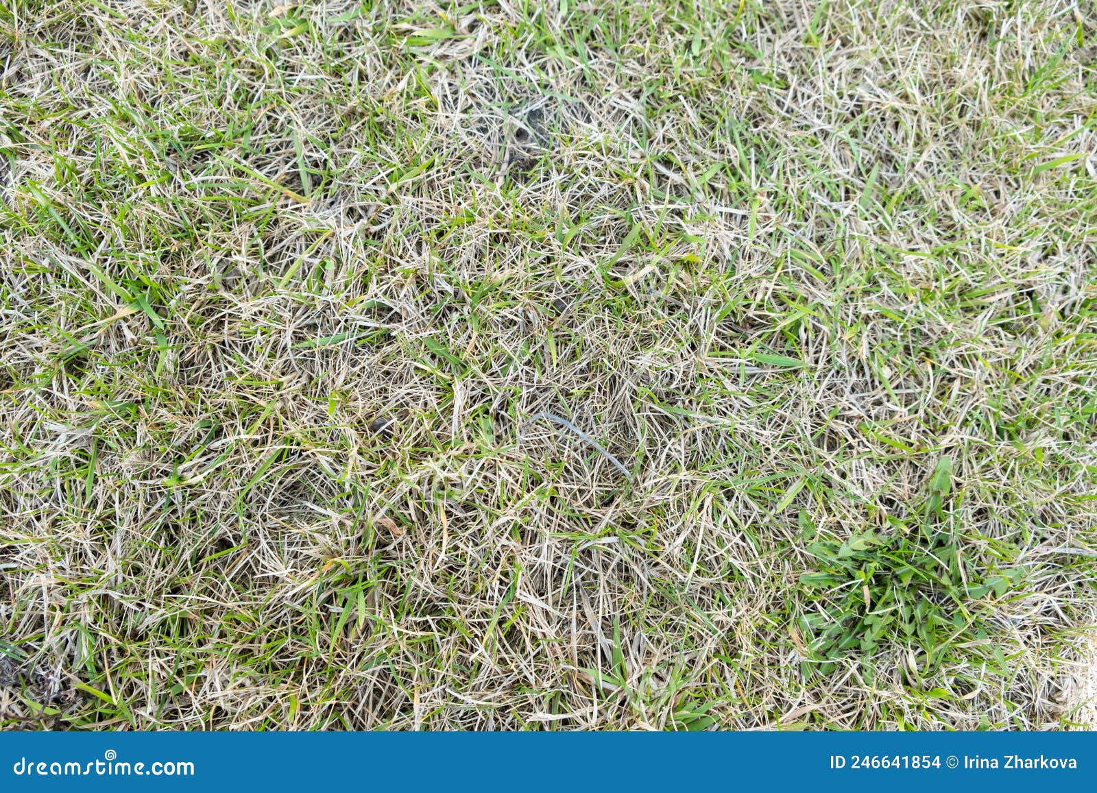 A Lawn with Dried Grass. Grass after Winter. Scarification and Aeration