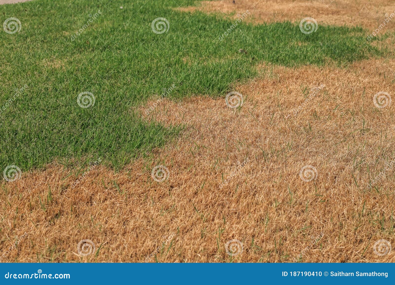 The lawn is dry a dead. stock photo. Image of infestation 187190410