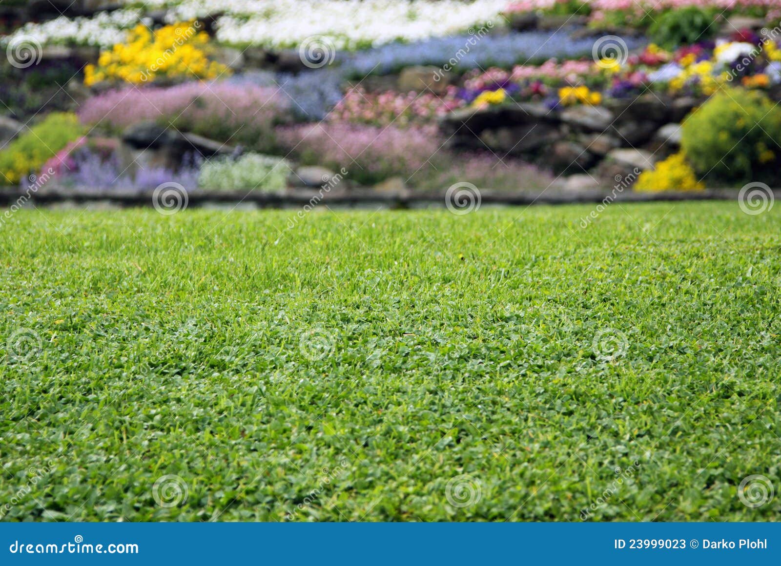 lawn with flowers