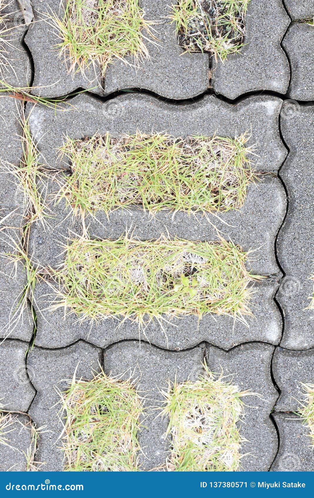 Lawn Grows Between Concrete Tiles Stock Image - Image of tile, fresh