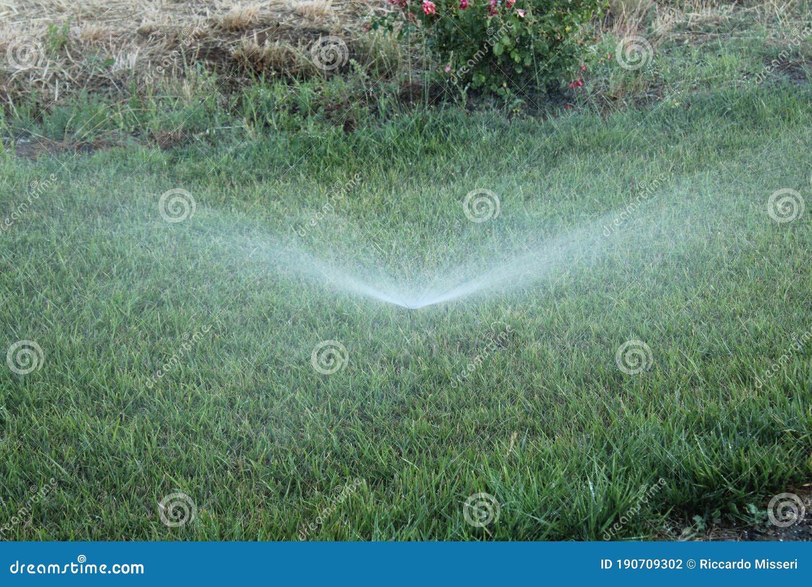 Lawn Irrigation System. Spraying Water on the Lawn in Very Hot Weather