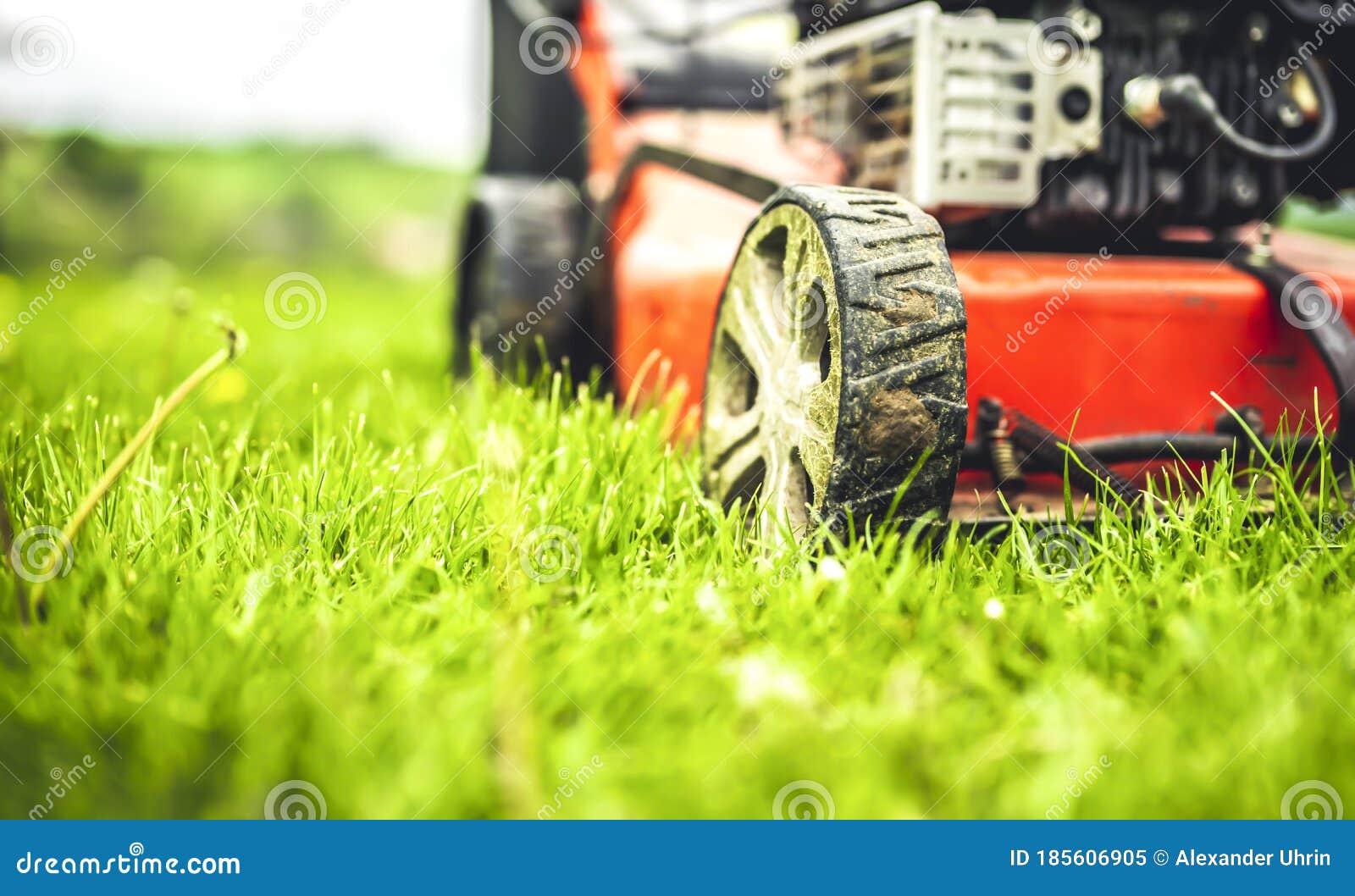 Lawn Mower Cut Grass. Garden Work. Electric Rotary Lawn Mower Machine