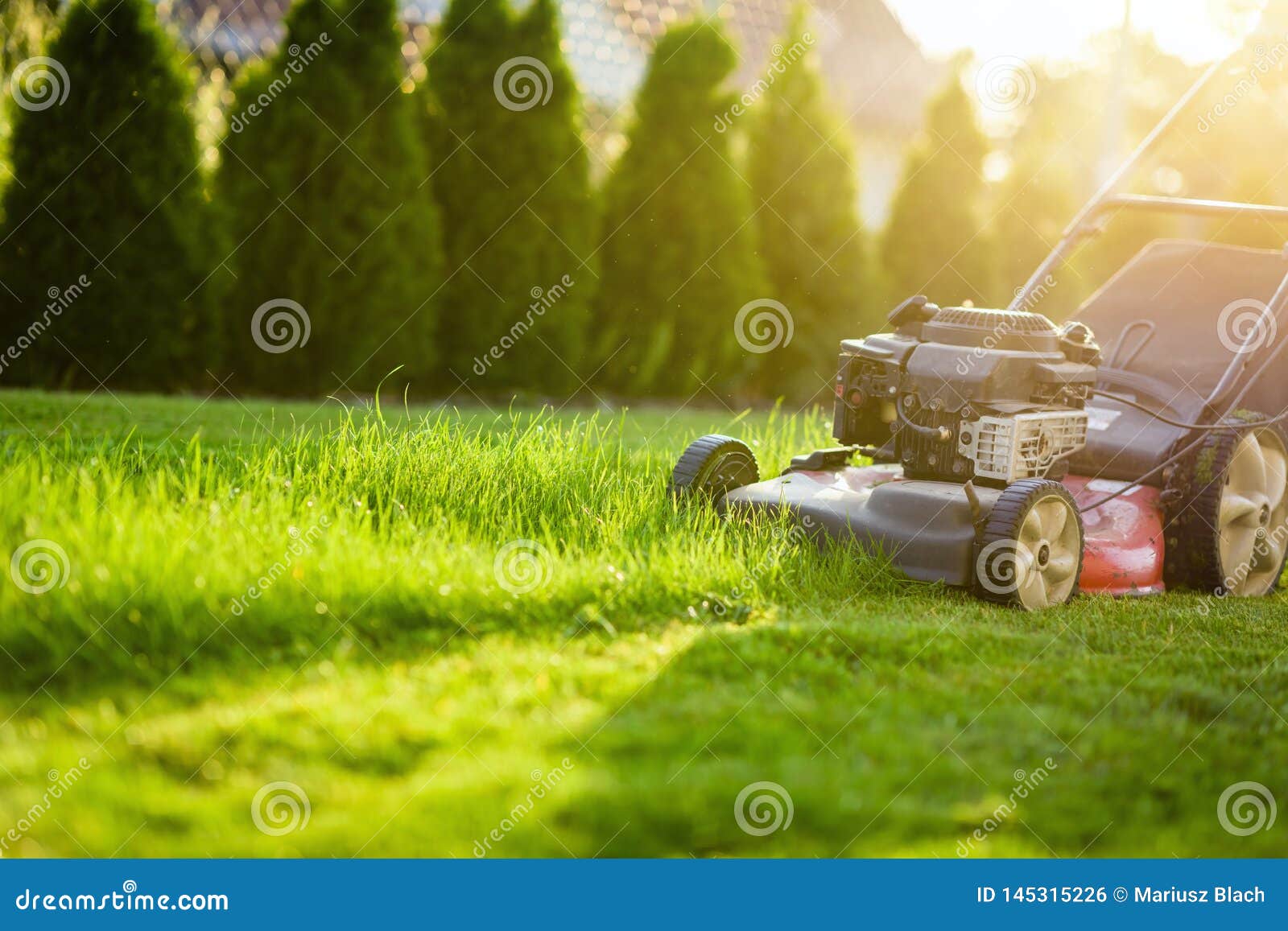 lawn mower cutting green grass in sunlight