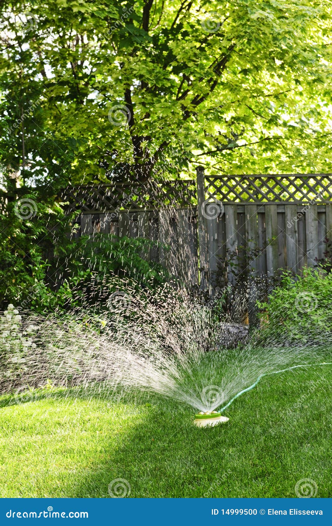 Lawn Sprinkler Watering Grass Stock Photo Image of hose, home 14999500