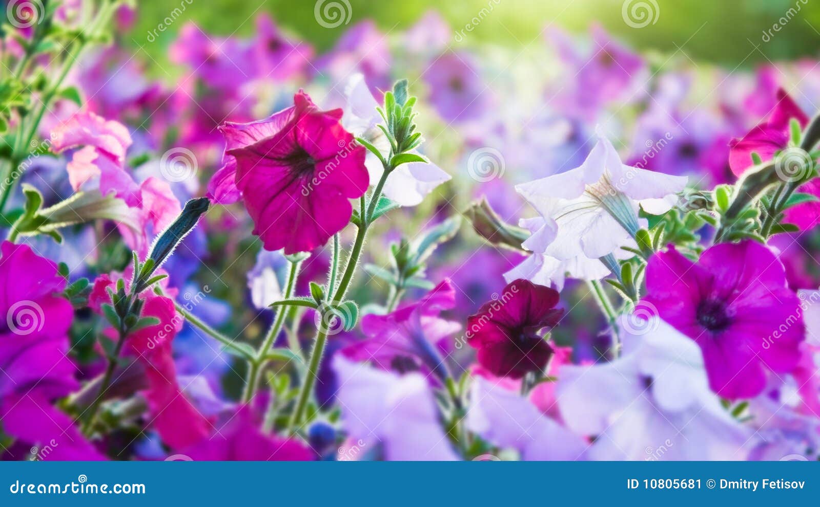 Lawn summer flowers stock image. Image of summer, gerbera 10805681