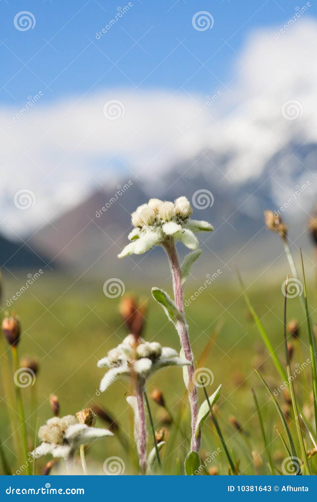 Lawn Which are Growing Edelweiss Stock Image Image of meadow, altai