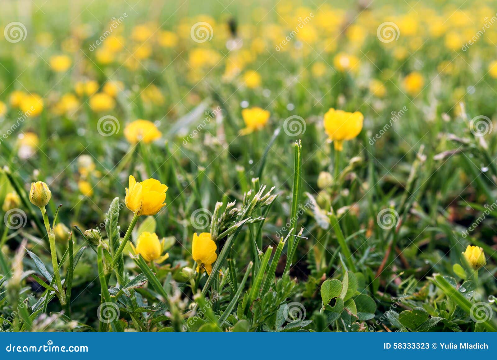 Lawn from Wild Grass and Yellow Flowers Stock Image Image of park