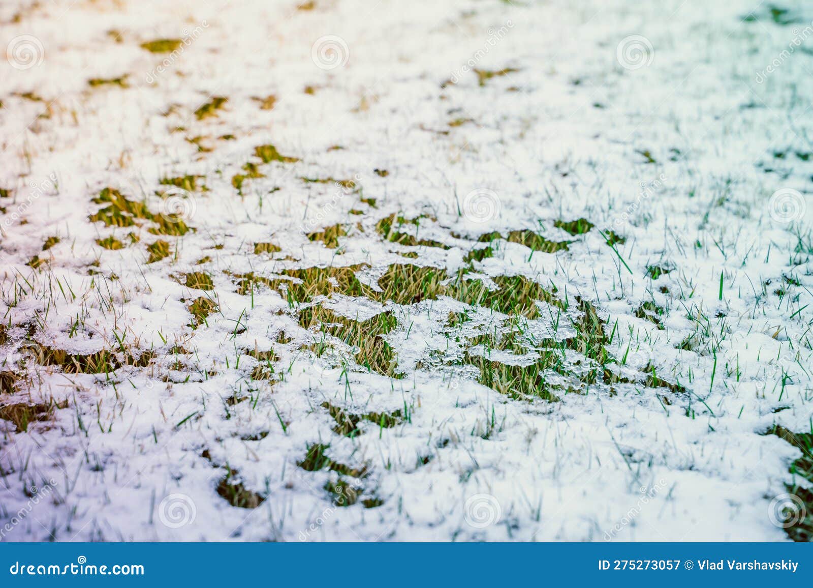 Lawn after Winter Under Melting Snow. Grass Sprouts in the Spring after a Snowfall Stock Image