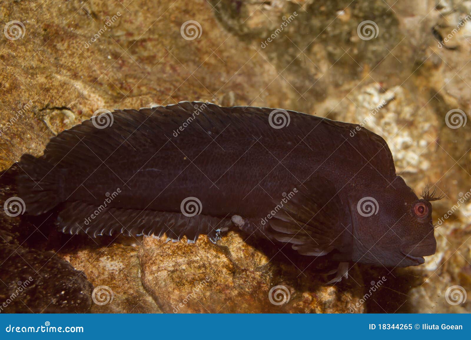 Lawnmower Blennies stock image. Image of salarias, underwater 18344265