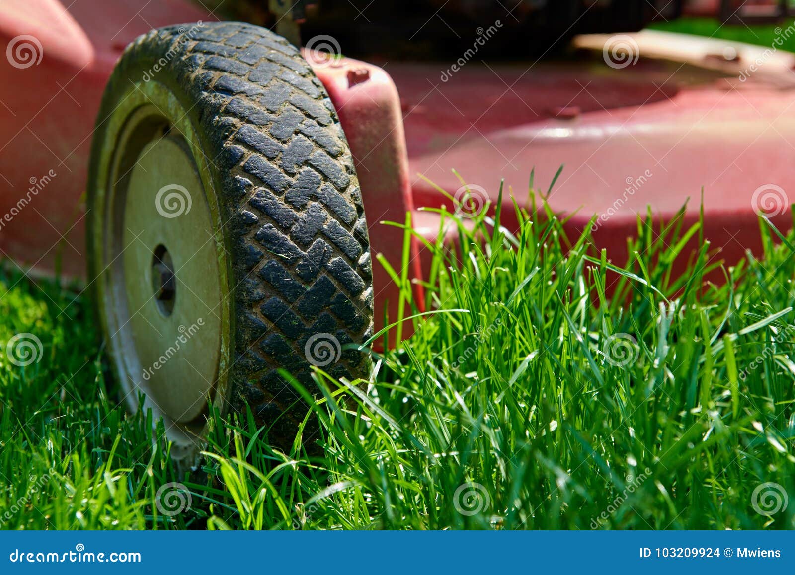 Lawnmower, ciie świeżych zielonych gras. Jard praca, niskiego kąta lawnmower kośba zakończenie up, ciący świeżej zielonej trawy