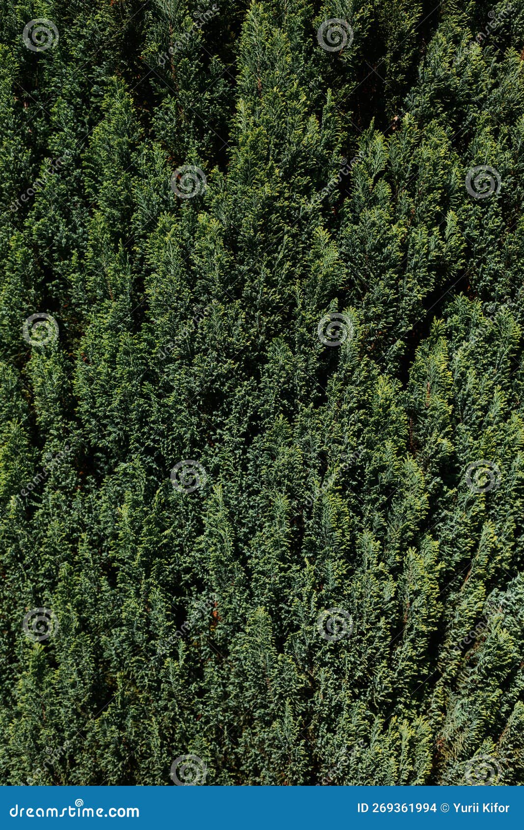 Lawson S Cypress. Art in the Botanical Garden Stock Photo Image of