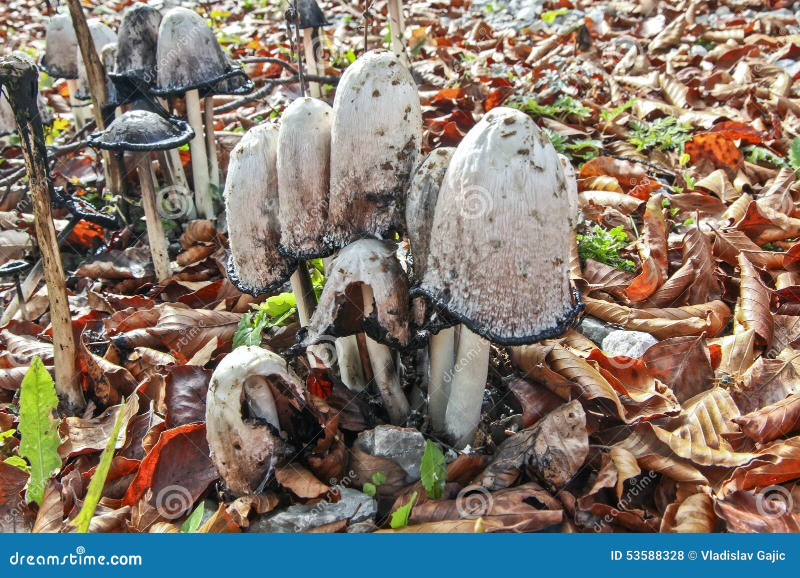 Lawyer s wig mushroom stock photo. Image of coprinus 53588328