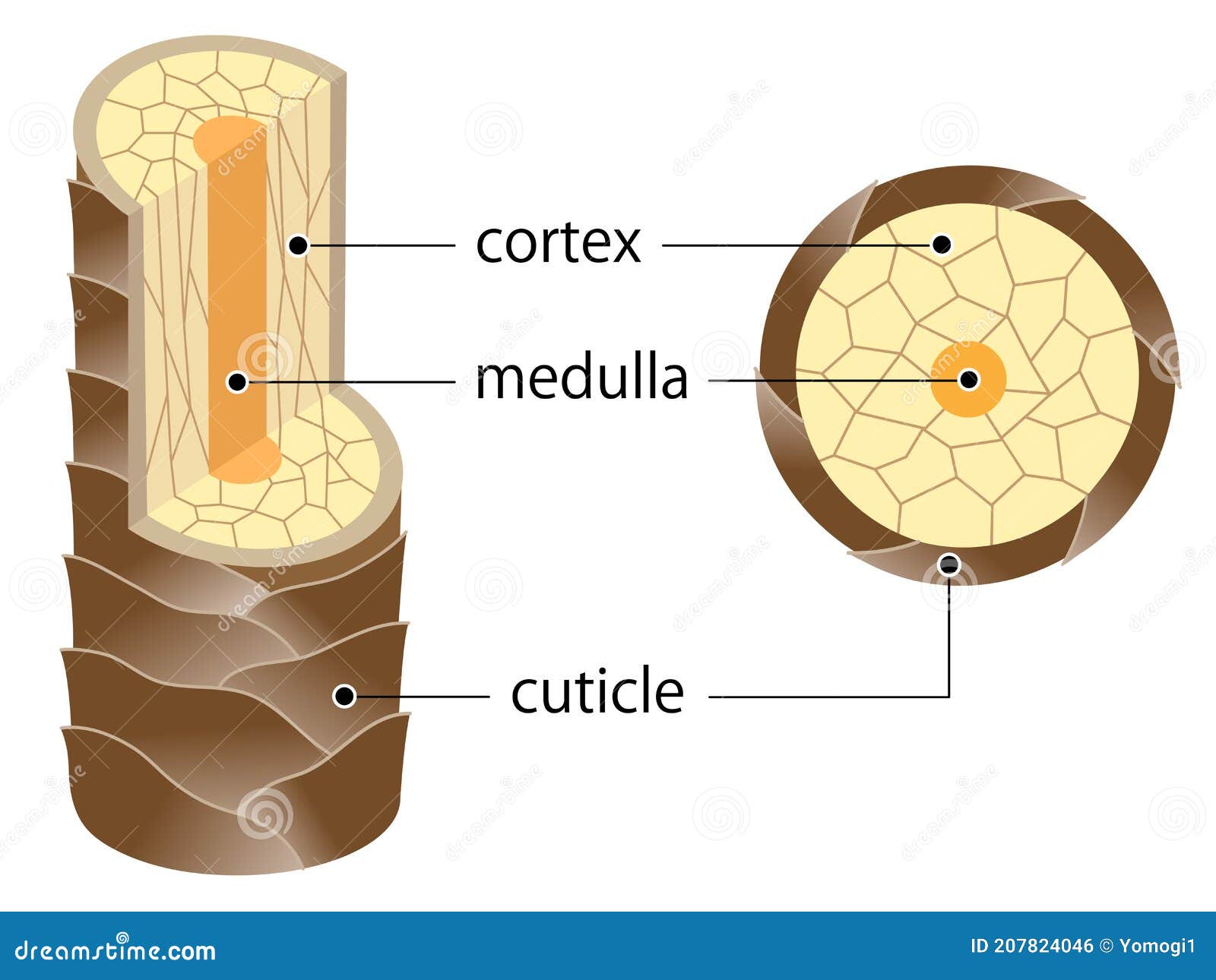 layer of hair structure. the hair shaft consists of cortex,cuticle, and medulla. hair care and beauty concept
