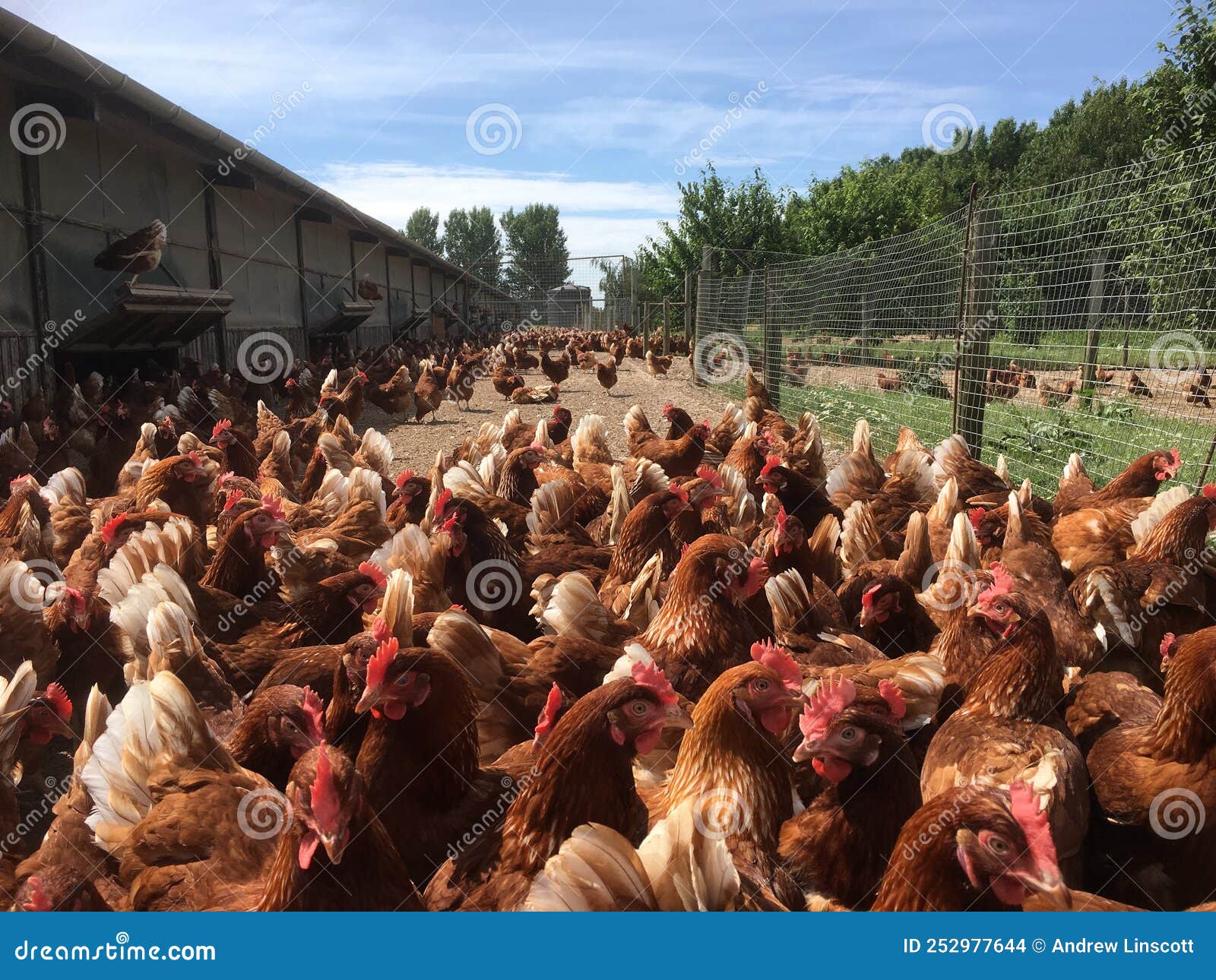 layer hens on a farm outdoors