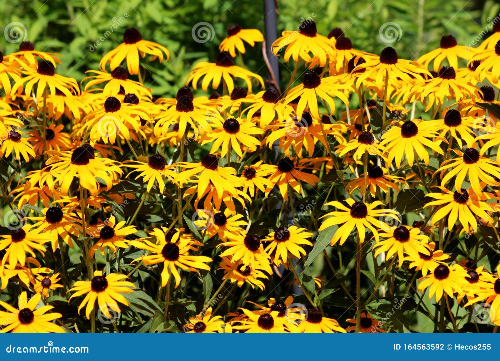 2 352 Black Eyed Susan Flowers Photos Free Royalty Free Stock Photos From Dreamstime