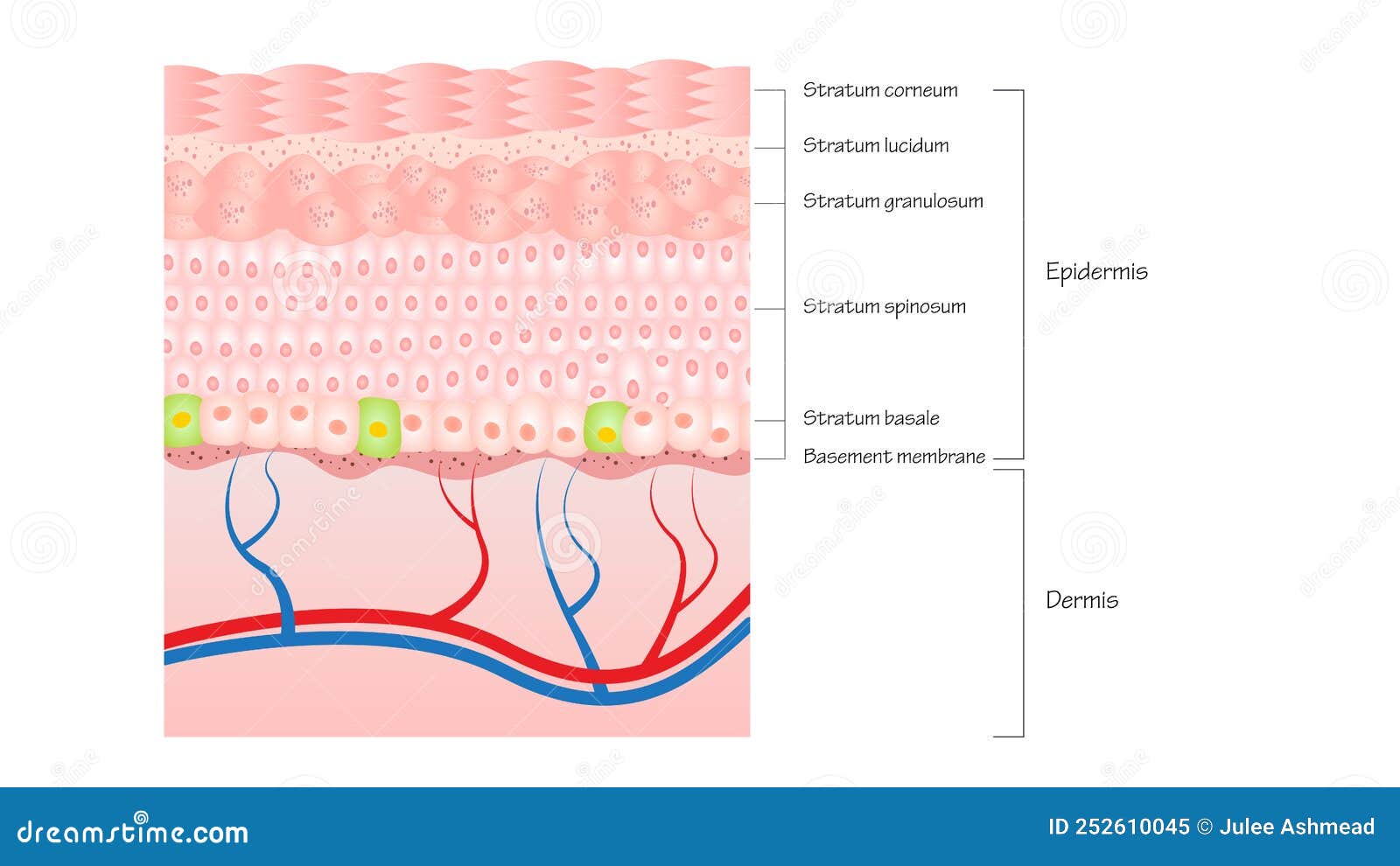 Layers of the epidermis diagram vector cartoondealer 252610045