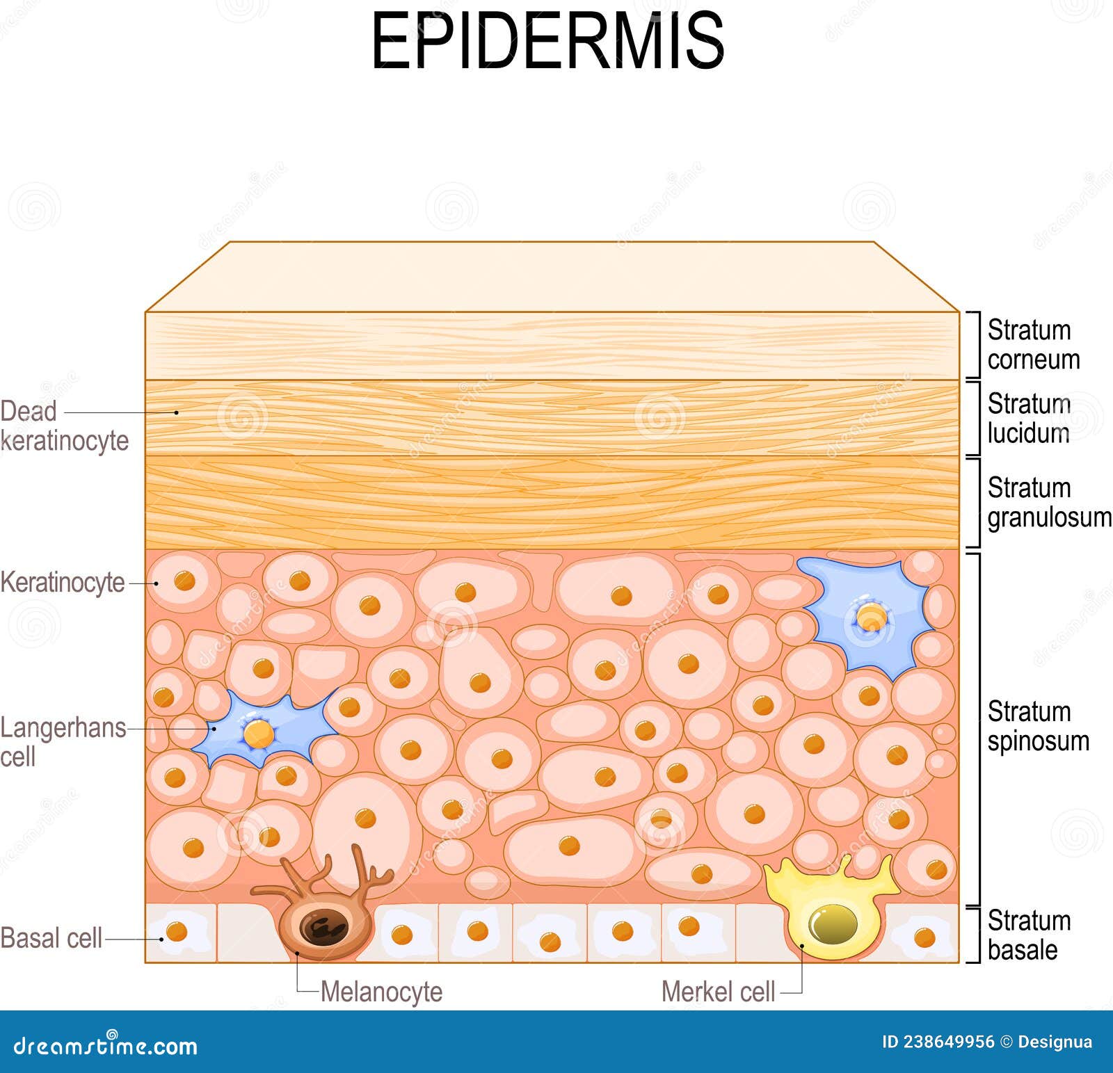 layers of epidermis. epithelial cells of the skin