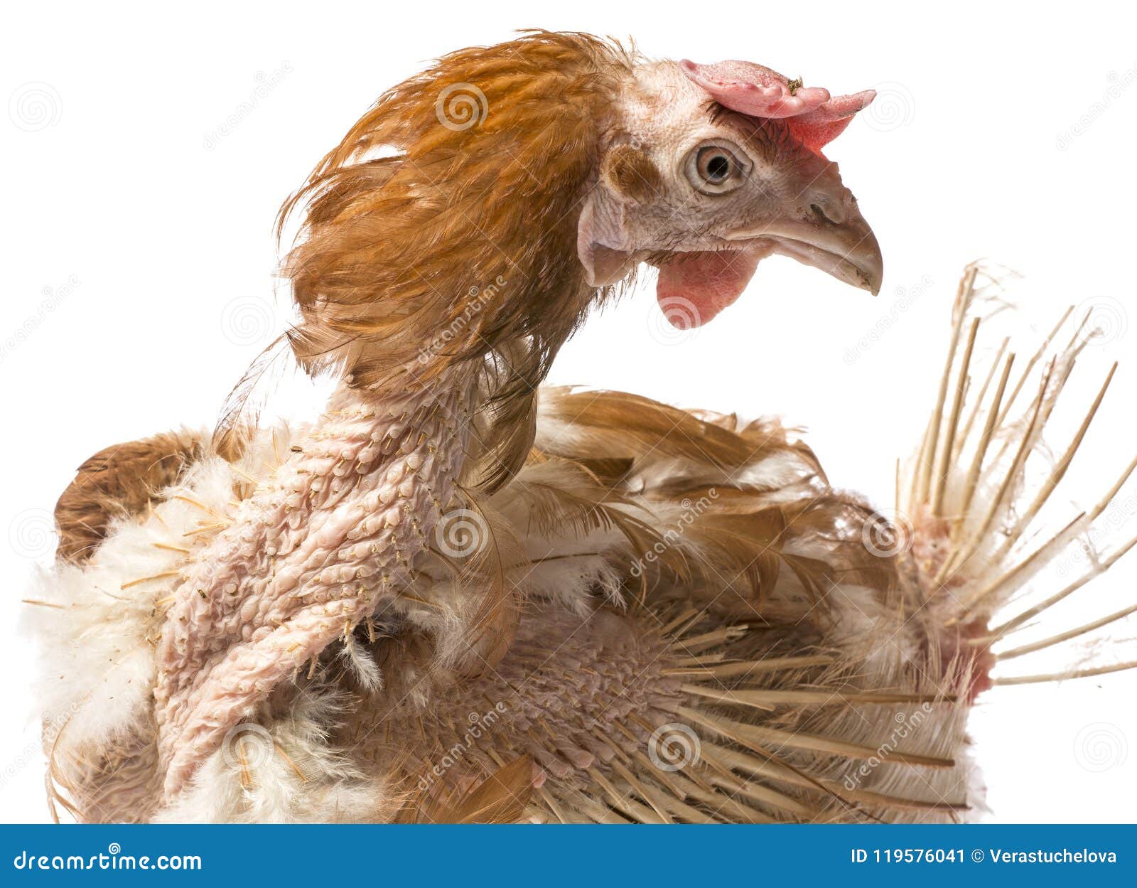 Layers - Hen From Intensive Indoor Farming Stock Image ...