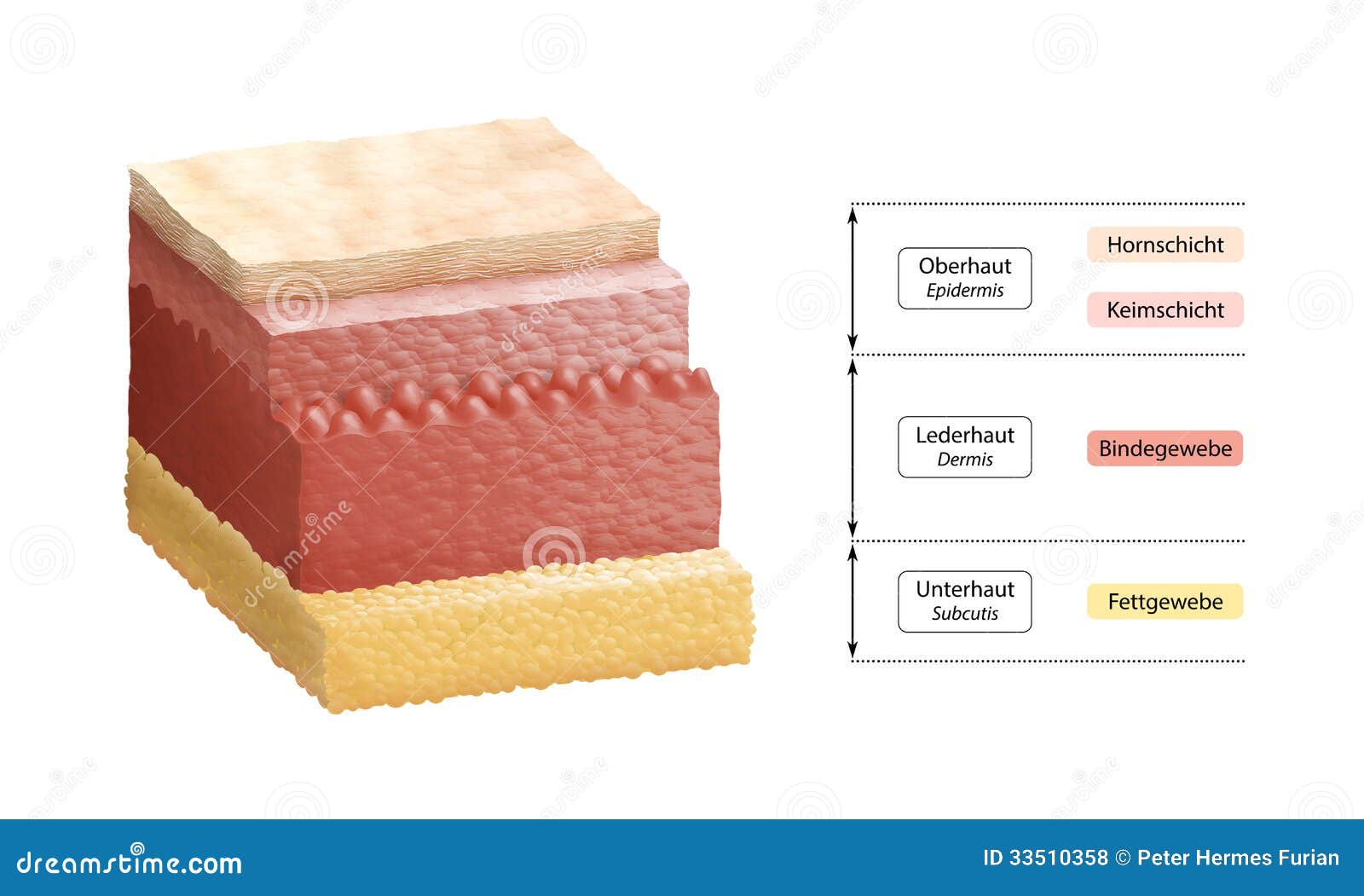 Common Bacterial Skin Infections - American Family Physician