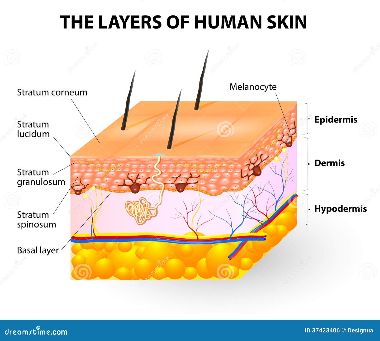 layers of human skin. melanocyte and melanin