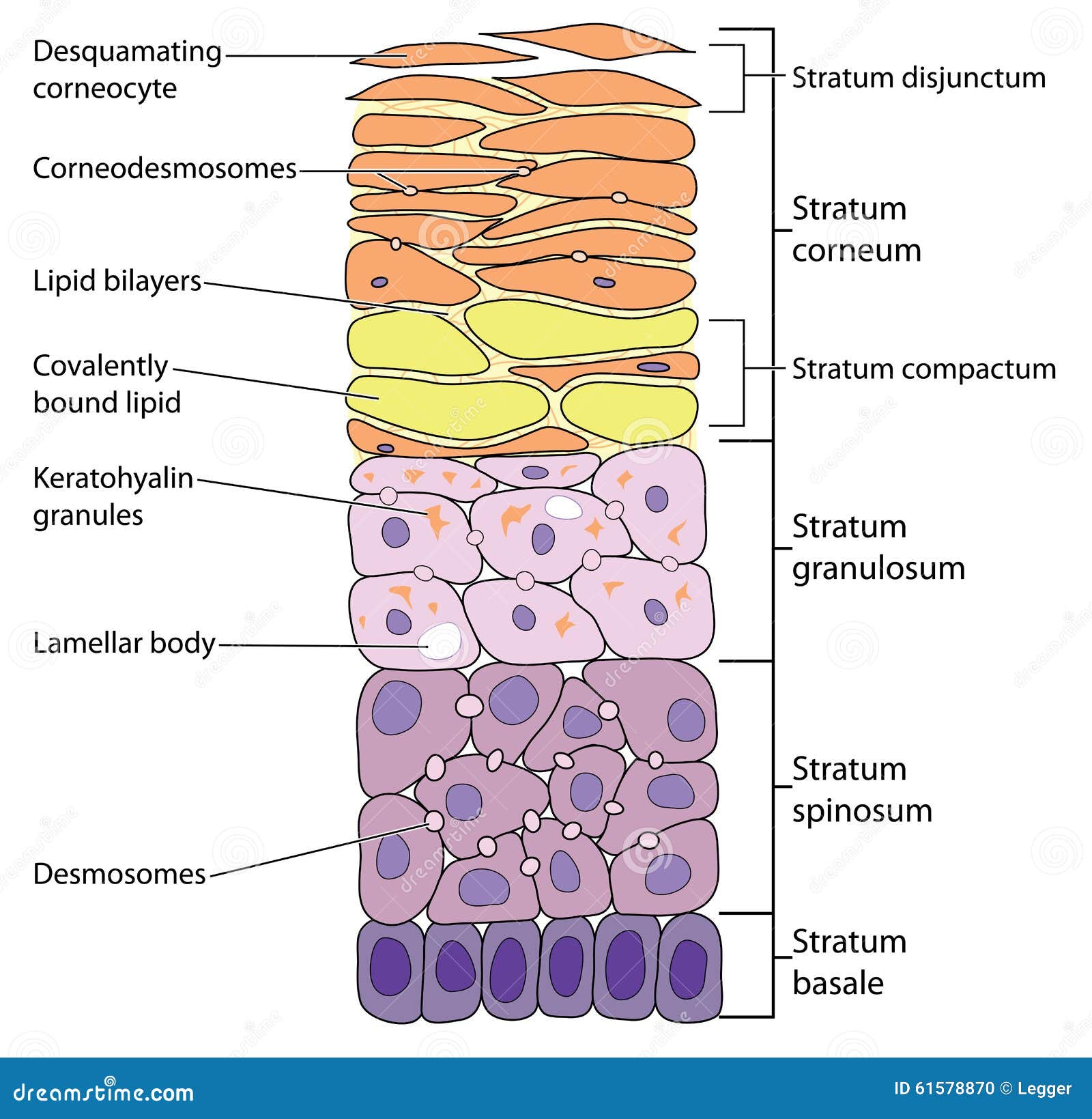 Basal layer - Biology-Online Dictionary