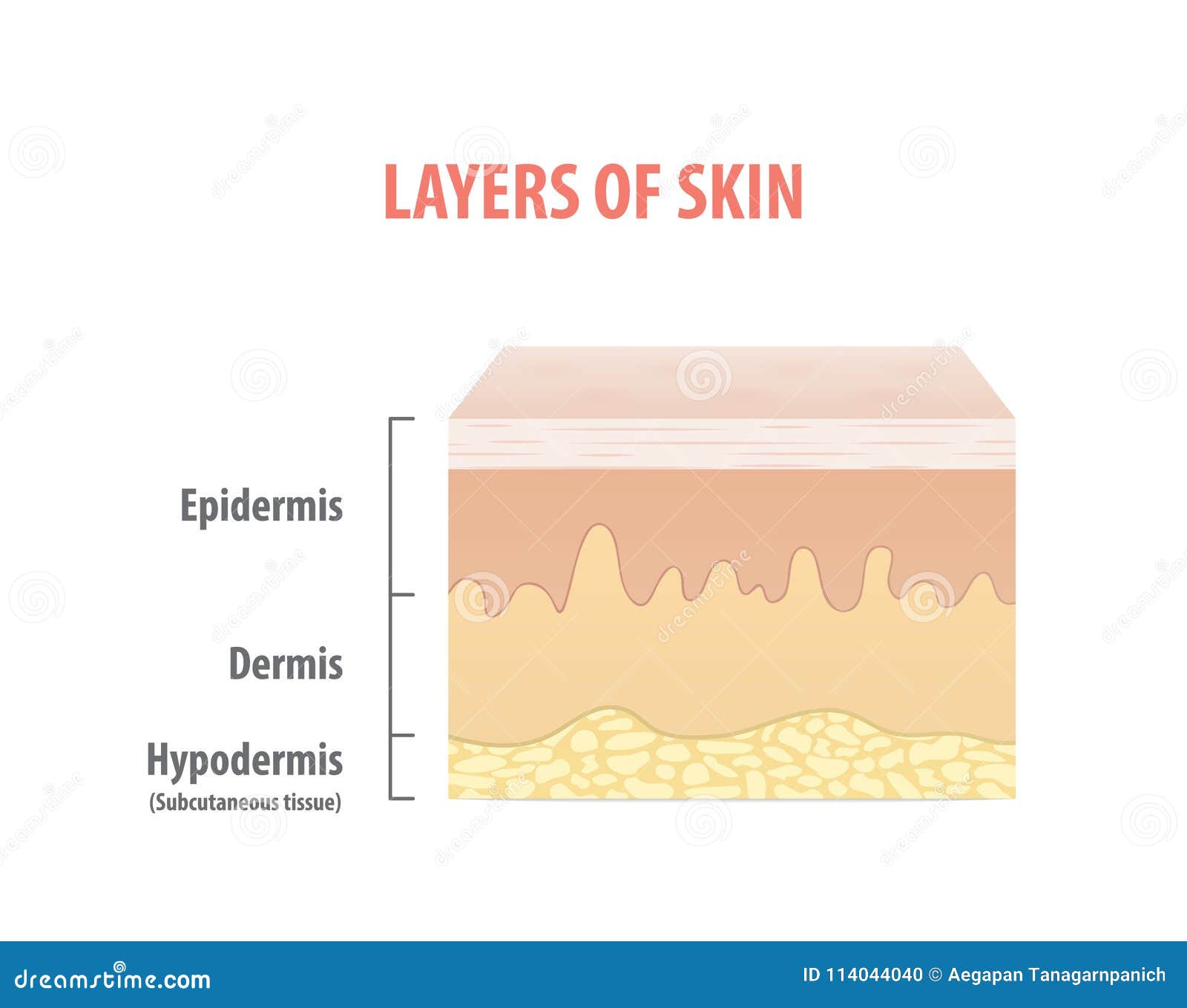 Simple Skin Layers Diagram