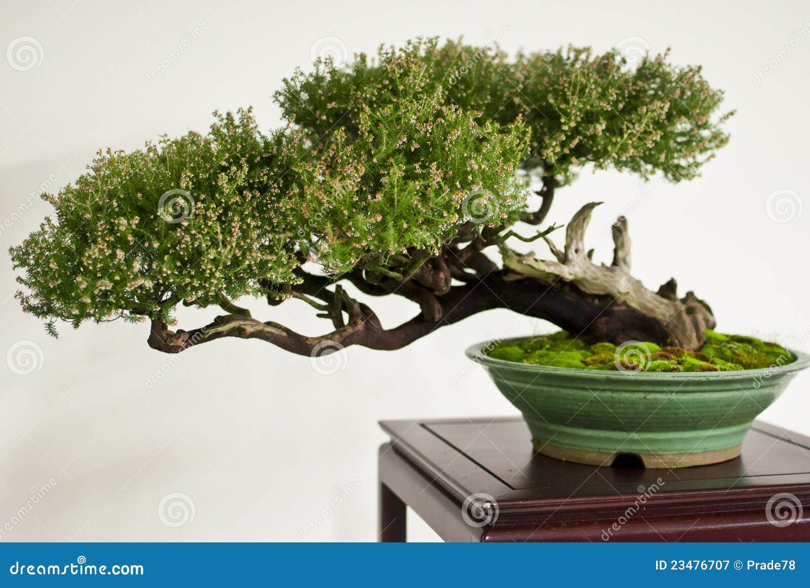 Fascinating bonsai in vase stock image. Image of potting 23476707