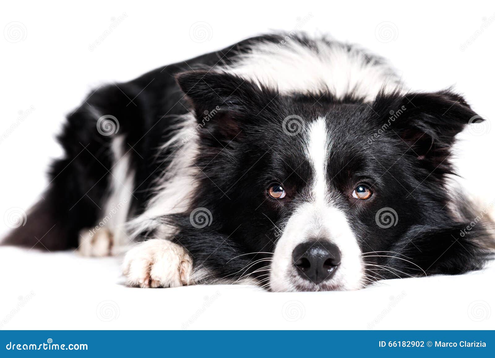 laying border collie