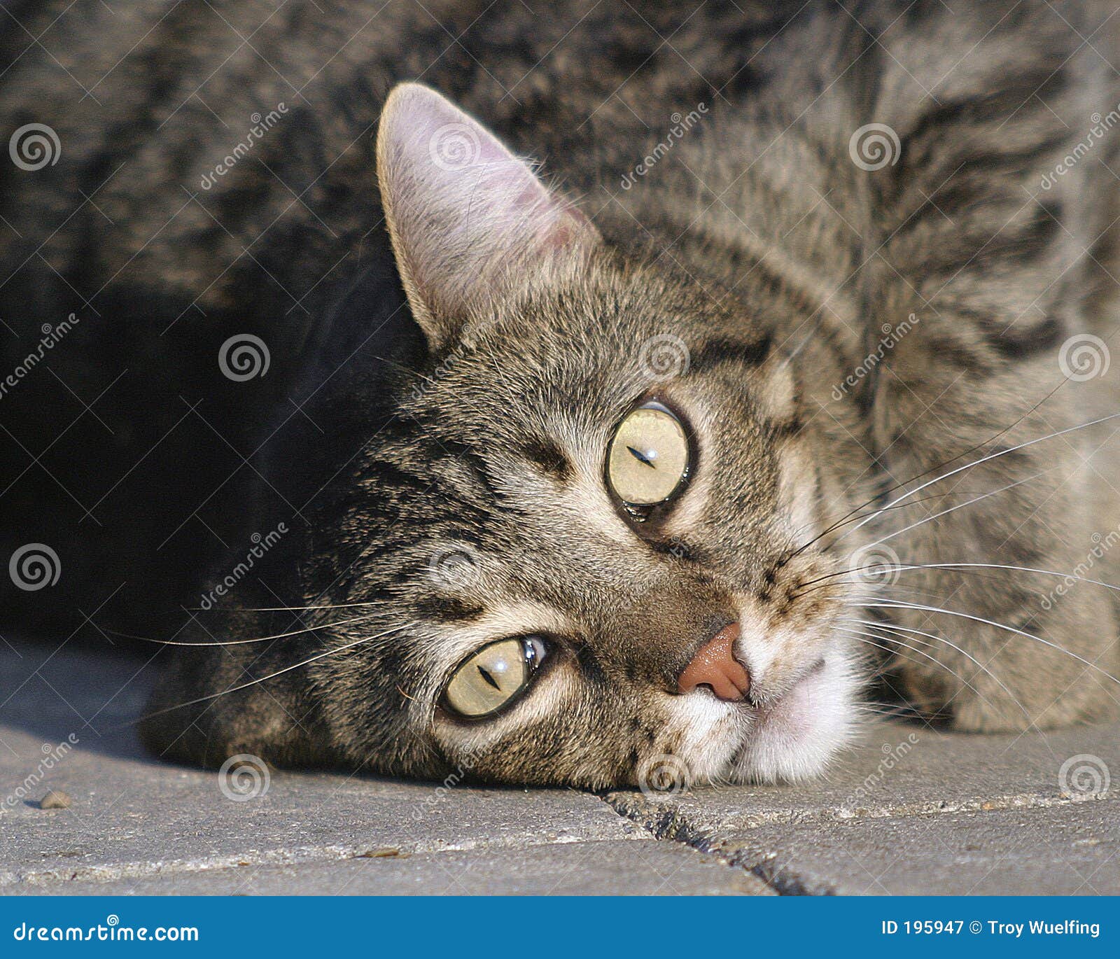 laying cat