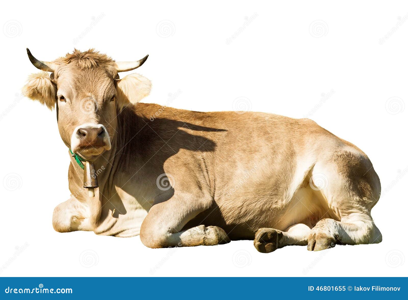laying-cow-isolated-over-white-46801655.jpg