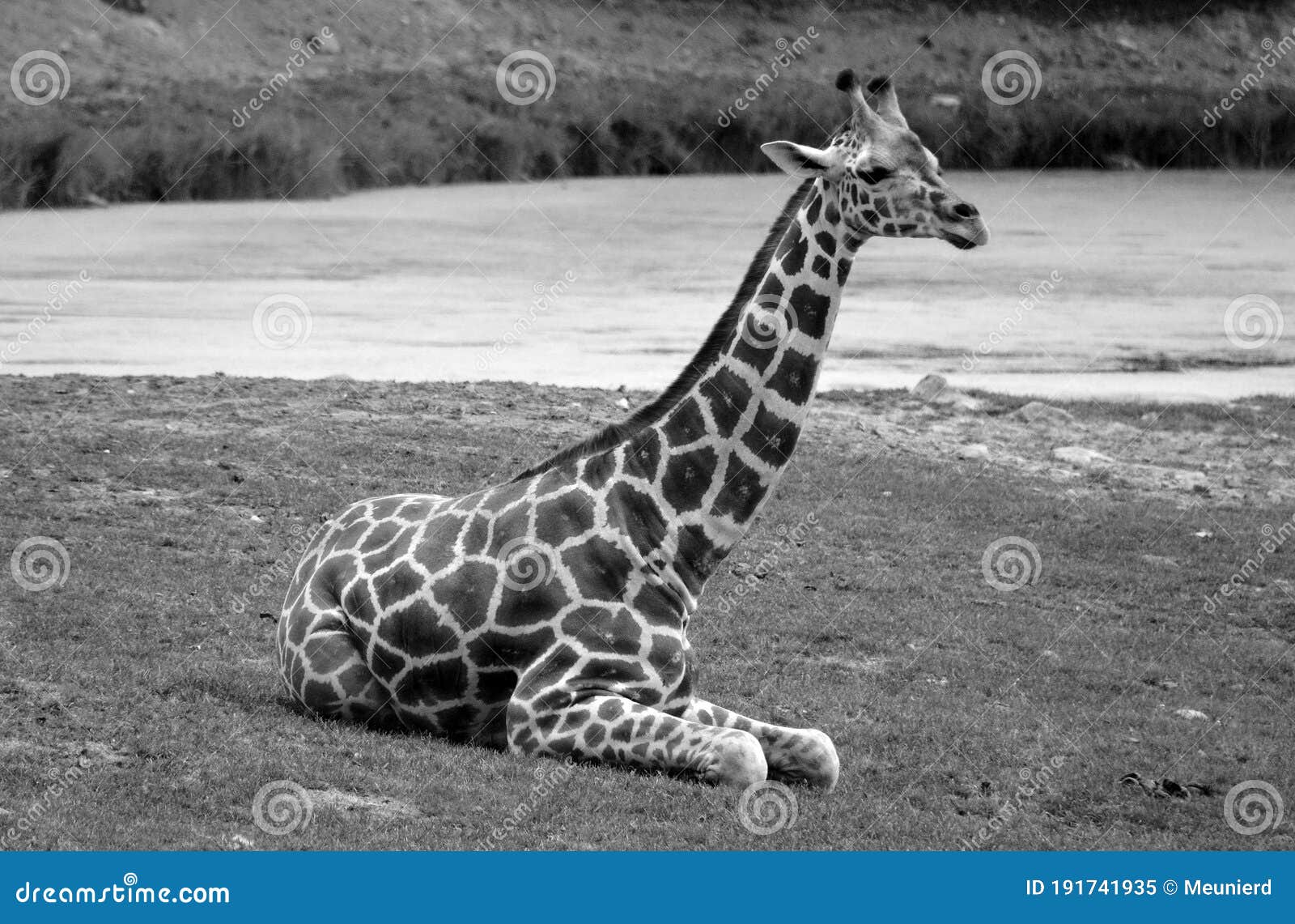 laying giraffe  giraffa camelopardalis