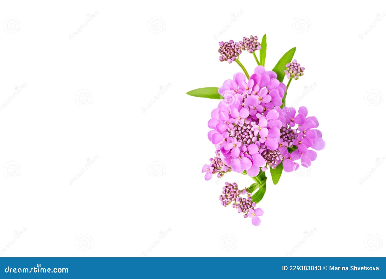 layout of greeting card, banner for birthday, wedding. beautiful purple flowers of iberia close-up macro on a white background