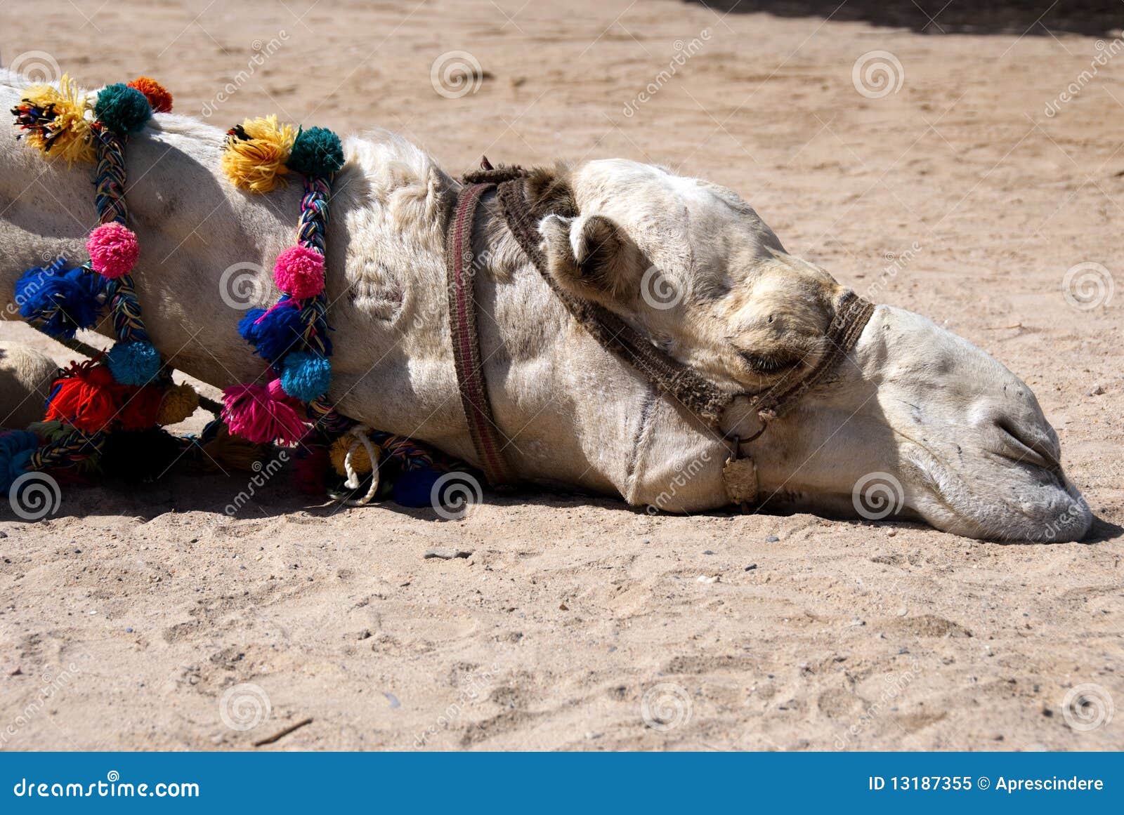 lazy camel