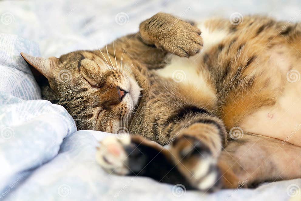 Lazy Cat Sleeping Upside Down on Bed Stock Image Image of kitten