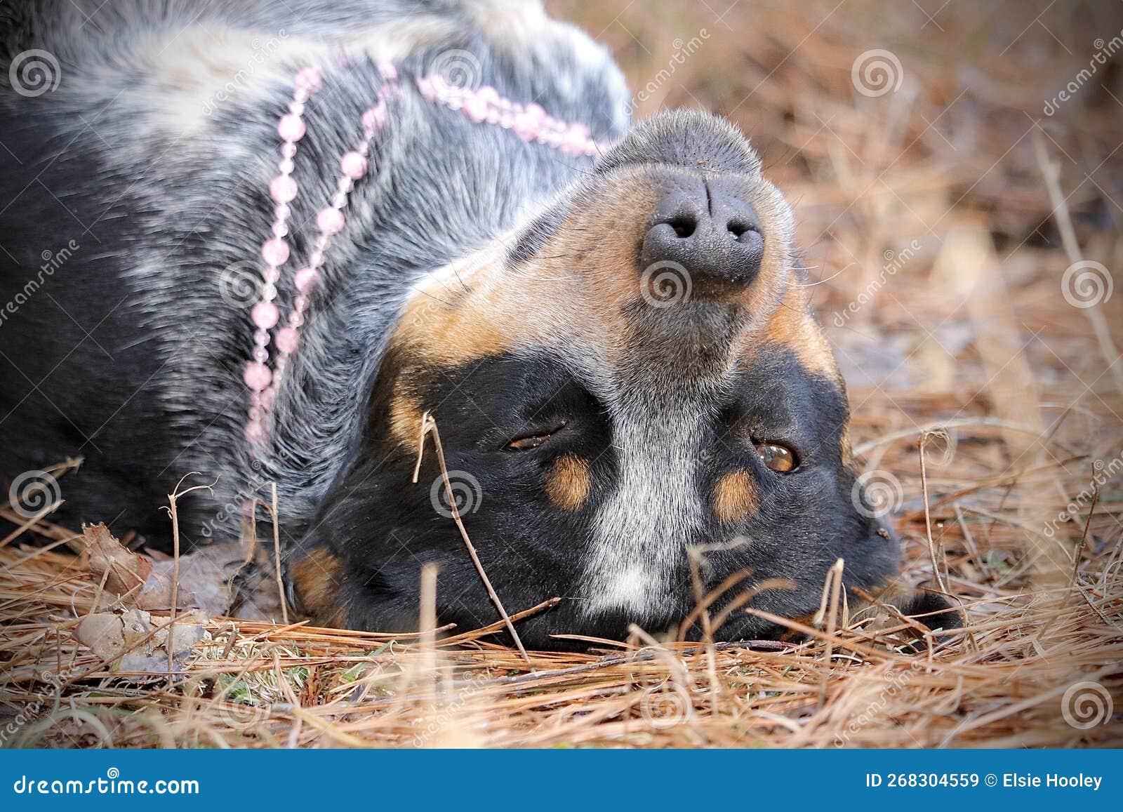 Blue Heeler dog stock image. Image of lazy, blue, cute 268304559