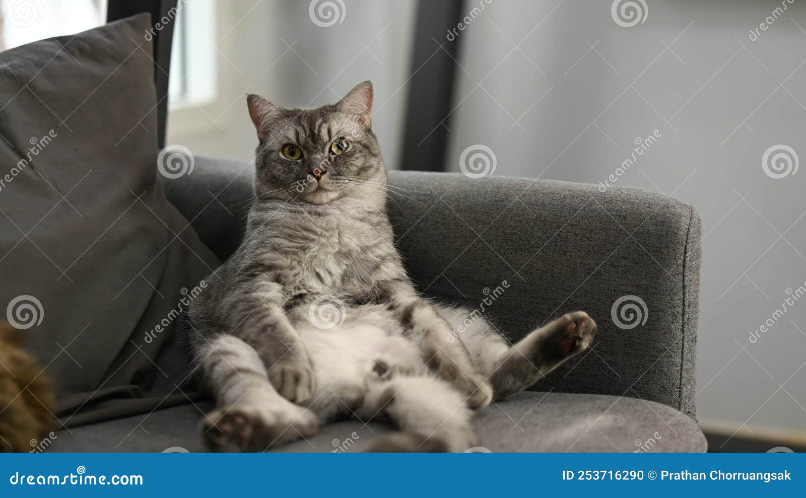 A Lazy Fat Cat Sitting With A Funny Gesture On The Comfortable Couch