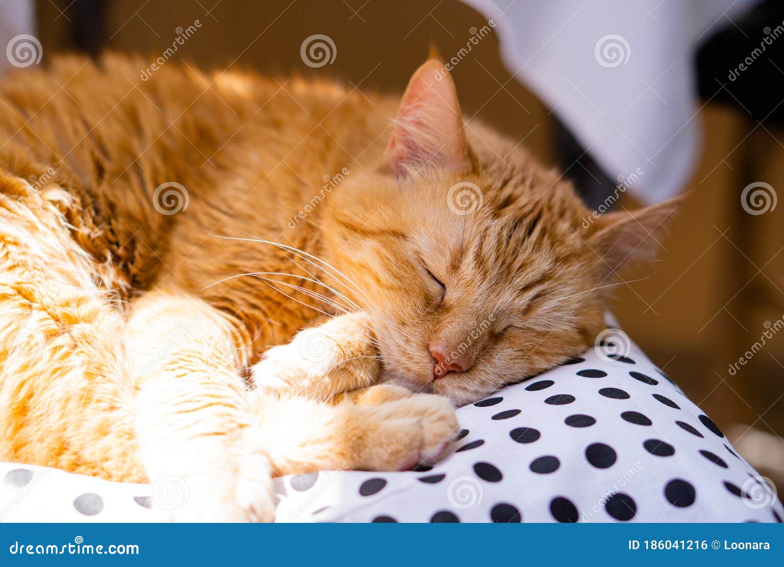 Lazy Ginger Cat Sleeping at Home on Cozy Pillow Stock Photo Image of